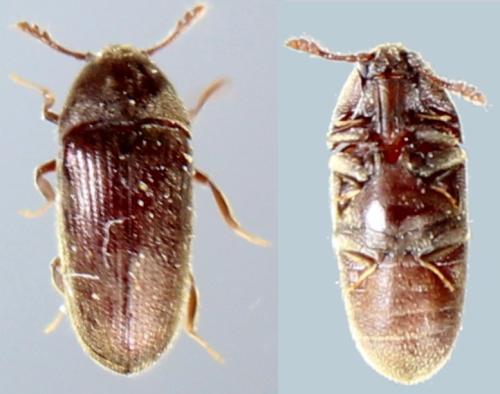 Trixagus dermestoides